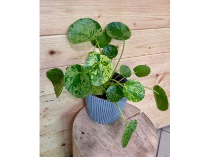 d99bca77 2834 48ad 8b59 09da9de521e9