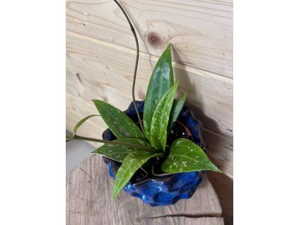 Hoya SP. LOEI