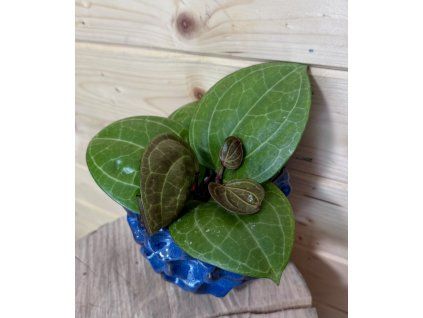 Hoya sp. Sarawak Cream