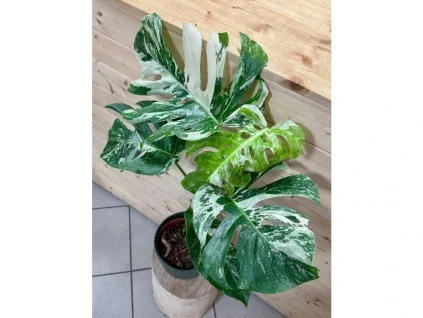 Monstera deliciosa Albo