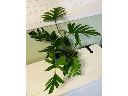 Philodendron Mayoi