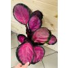 Calathea Rosy