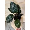 Calathea Ornata