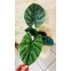 Alocasia Lukiwan