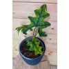 Alocasia Jacklyn