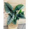 Alocasia Platinum