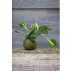 Kokedama Lemon lime