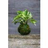Kokedama Epipremnum Marble queen