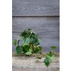 Kokedama Philodendron Scandens green
