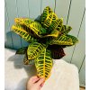 Kroton (Codiaeum variegatum)
