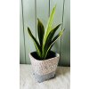 Sansevieria Trifasciata Canary (Tchýnin jazyk)