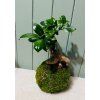 Kokedama Ficus