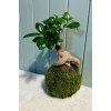 Kokedama Ficus