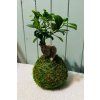 Kokedama Ficus