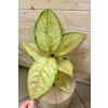 Aglaonema Corn Silk