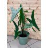 Alocasia Tigrina