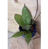 Hoya clemensiorum Sumatra
