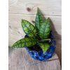 Hoya callistophylla  Black Cat