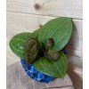 Hoya sp. Sarawak Cream
