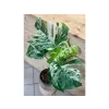Monstera deliciosa Albo