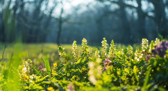 JARNÍ PŘÍRODA, MINDFULNESS A AROMATERAPIE