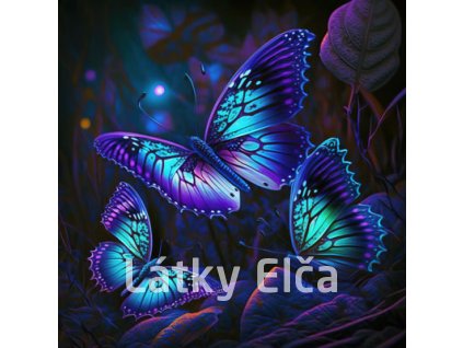 motyle na ciemnym tle