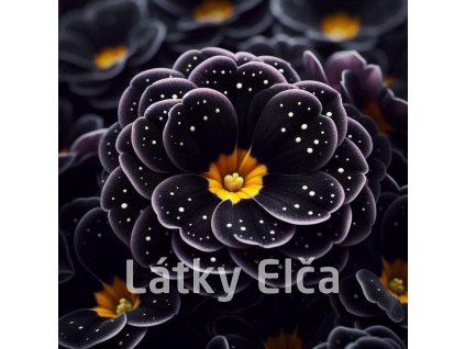 květ černý 1