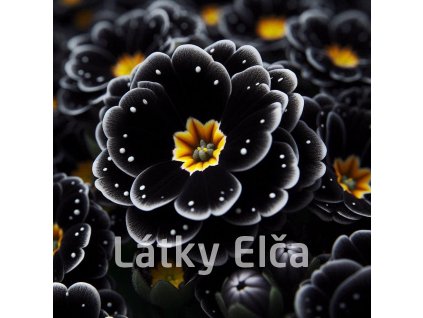 květ černý 3