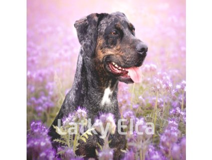 Louisianský leopardí pes 1