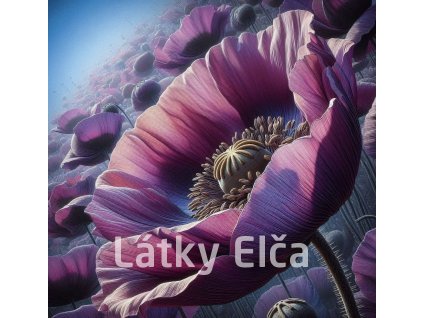 vlčí mák fialový 1