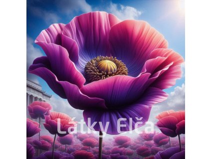 vlčí mák fialový 2