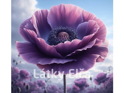 vlčí mák fialový 3