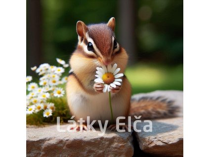 veverka s kopretinou 1