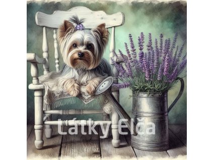 yorkshire s levandulí 1