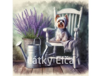 yorkshire s levandulí 2