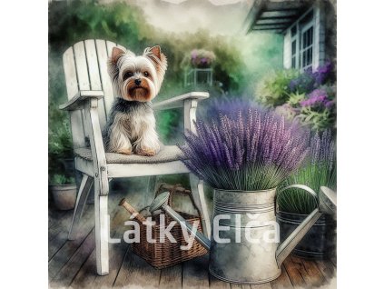 yorkshire s levandulí 4