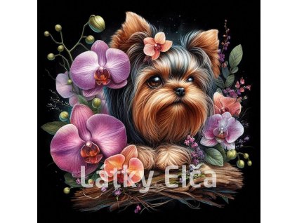 yorkshire a orchidej 1