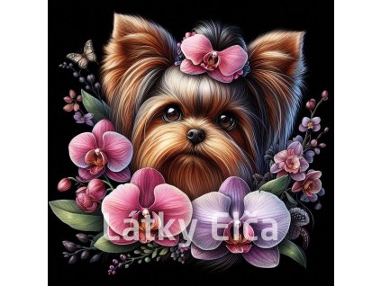 yorkshire a orchidej 2