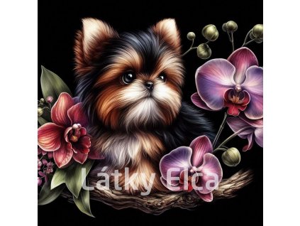 yorkshire a orchidej 3