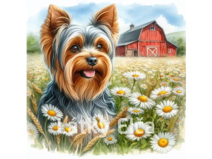 yorkshire a kopretiny 1