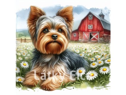 yorkshire a kopretiny 5