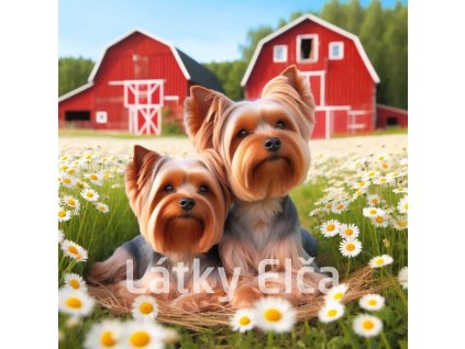 yorkshire a kopretiny 7