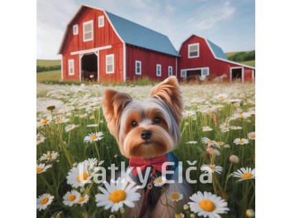 yorkshire a kopretiny 8