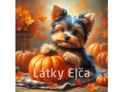 yorkshire a dýně 1