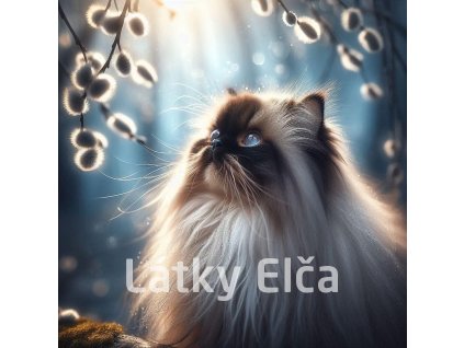 kočka a kočičky 4