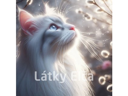 kočka a kočičky 6