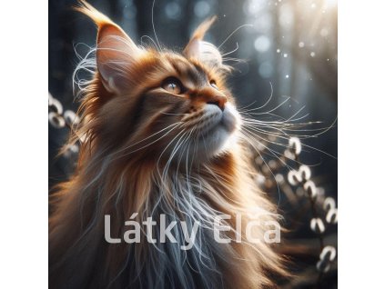 kočka a kočičky 8