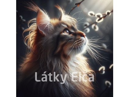 kočka a kočičky 13