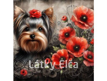 yorkshire terrier vlčí mák 1