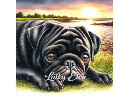 černý mops při západu